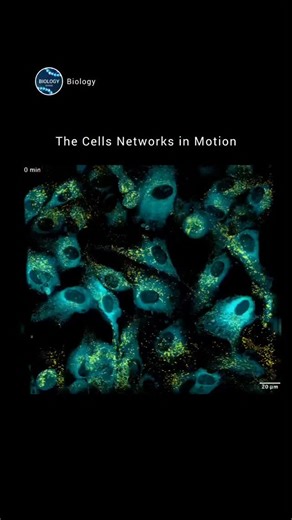 Biology on Instagram: "Cells are moving too. 🔬 This video uses MOSAIC lattice liaht-sheet microscopy ta track over 2 hours of activitv inside human retinal pigment epithelial cells. Video by EricBetzig #cellbiologylab #molecularbiology #cellinmotion #cellmigration #biology #microbiology #biologystudent #medicalstudent"