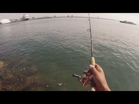 Pier J Long Beach Bonito splasher fishing