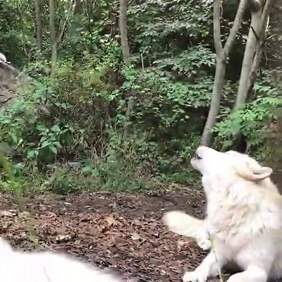 What's better than one wolf howling? Three wolves howling! #standforwolves | Wolf Conservation Center