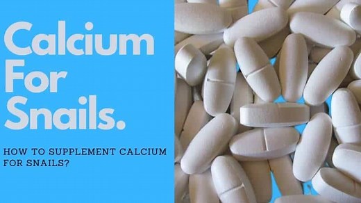 Calcium For Snails? How To Supplement Calcium For Snails?