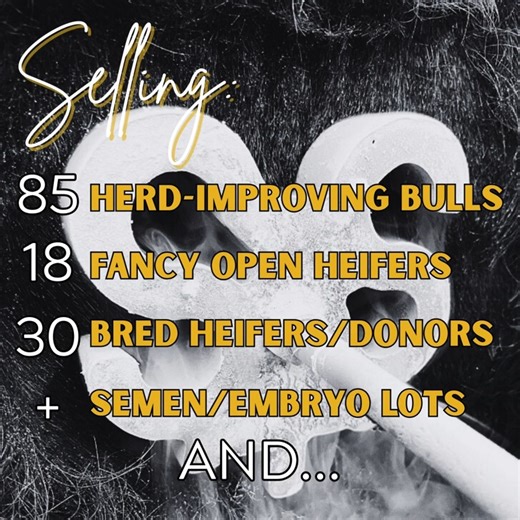 Springer Simmentals 2026 47th Annual Sale Saturday, February 07, 2026 @ 1:00 pm Central Decorah Sale Barn - Decorah, IA *Selling 80 Herd Improving Bulls, Bred & Open Females, Donor Females, & Embryos Online at DVAuction.com View Catalog: https://bit.ly/4qD4axK | Livestock Digital