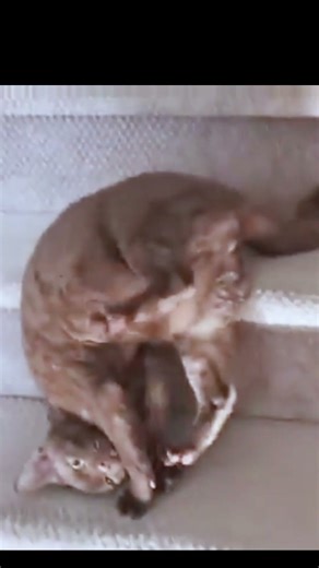 Get ready to laugh nonstop! FUNNIEST Cat Moments