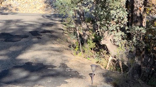 I ran into a little cross traffic on the way to the mailbox... | Rick Cucuzza