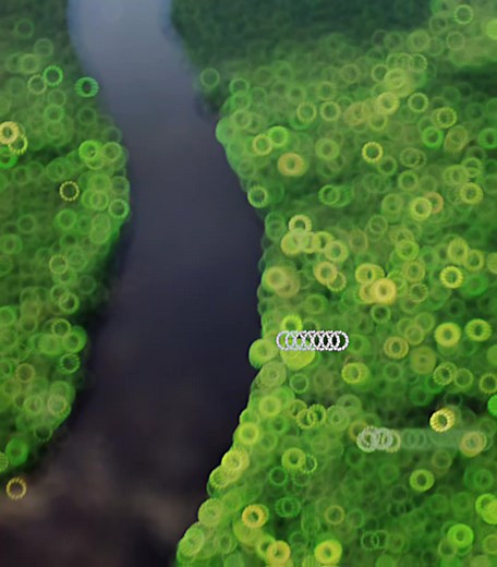 Exploding Kodiak Turtle Found