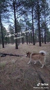 Husky can't find a Good Spot to Poop in the Forest