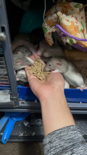 Guess this is my introduction, I’m opening up a Rattery up in Albany, NY. I’ll be working with Martens, dumbo dwarfs. and naked dumbos. I’ve been working with rats for a couple years now, and this would be my 1st official post on my page. They’re super friendly and love to play wrestle and clean your stinky human hands. I can do pick up or drop off, or meet somewhere in the middle. There’s 6 girls and 14 boys, including the parents. Momma’s are both dumbos, a marten self and a brown self, and th