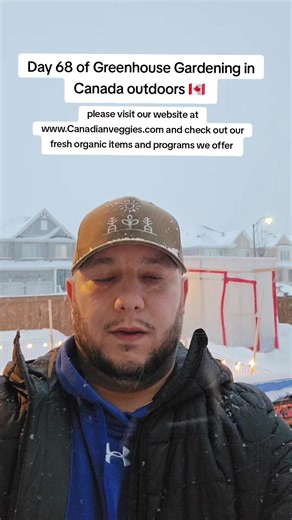 Day 68 of Greenhouse Gardening in Canada outdoors 🇨🇦 Let's take a gander! Rip Dad ♥️ please visit our website at www.Canadianveggies.com and check out our fresh organic items and programs we offer #creatorsearchinsights #wintergreenhouse #tropicalplants #canadiangardener #overwintering