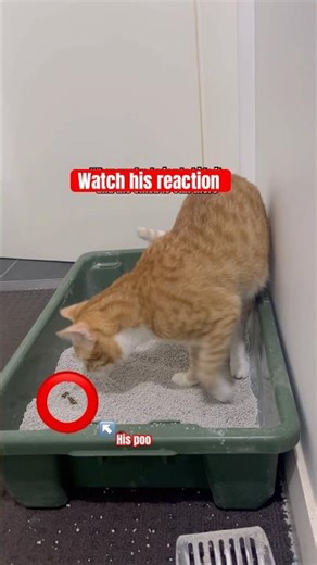 Cat’s reaction to his own poop. 🙄😵‍💫