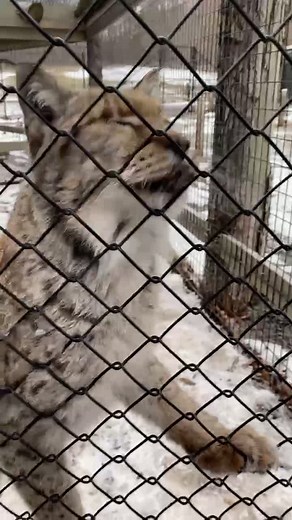 Adorable Lynx Purring Compilation