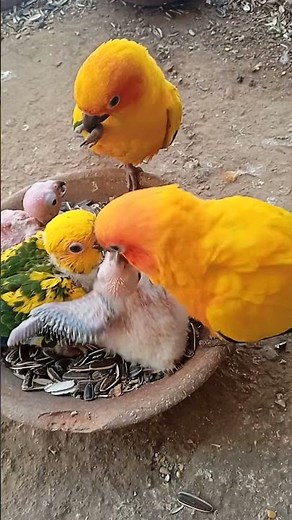 Sun conure breeder pair feeding babi parrot bird#shorts#video.
