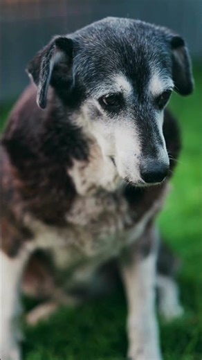 The Strength to Be Gentle #selfimprovement #motivation #growthmindset