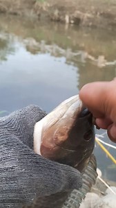 5.5K views · 45 reactions | Mengerikan dapat strike ikan monnsteeer  #mancing #strike #monster #fishing | Aming Mancing Jalamania | Facebook