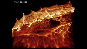 Scientists Capture Time-Lapse of an Immune Cell Moving Through the Body