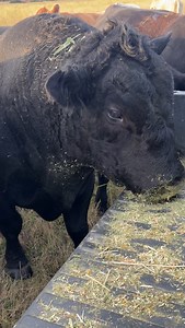 We use a rental bull for a few months a year to get all of our cows pregnant. It’s a heck of a lot easier than keeping a bull all year long when you only need him for a couple of months. We use a very reputable bull grower that raises quality bulls. This year we chose a calving ease bull or heifer bull that will help throw smaller babies for our younger first time girls. | Rockin H Cattle | Facebook