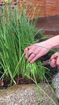 How To Cut Back Your Chives