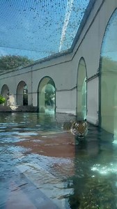 198K views · 6.8K reactions | Victory lap. Geaux Tigers! #lsufootball | LSU's Mike the Tiger | Facebook