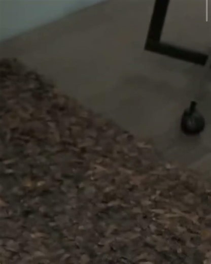 India Love hyper woman 😂🥰 always hyping DDG up #livestream