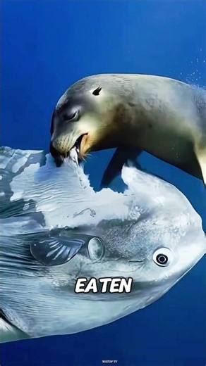 Why This Fish Doesn’t Even Try to Escape