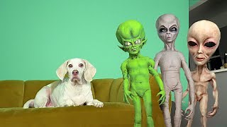 Dog Unimpressed by Alien Compilation: Funny Dog Maymo Not Surprised by Alien Prank