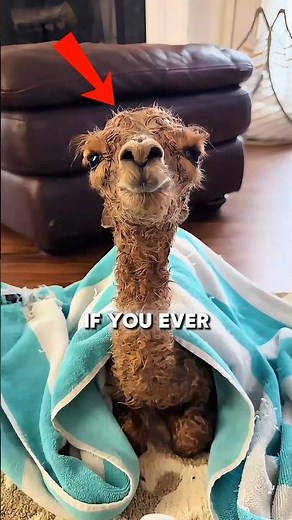 Baby Alpaca Facts That Will Melt Your Heart Instantly 🦙
