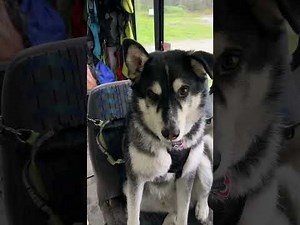 Puppy Bus Snacks 2nd Crew