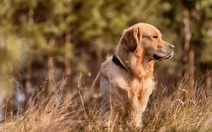 Golden Retrievers as Hunting Dogs: 10 Pros and Limitations to Know