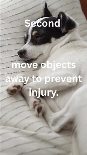 What To Do If Your Dog Is Having a Seizure