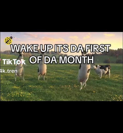 #fyp #lol #dancingcows #december1st | dancing