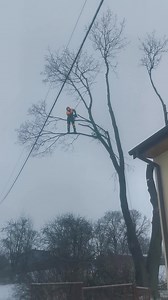 Usuwanie Klona (Acer Platanoides) | Usługi Komunalne Drwal