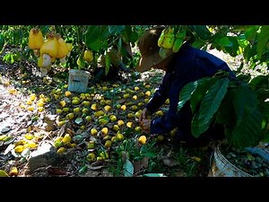 Farmers harvest cashew nuts ON TALL TREES during harvest season