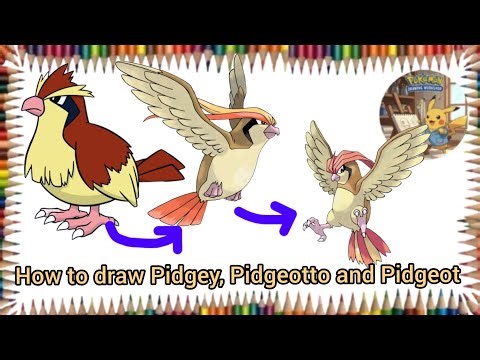 How to draw pidgey, Pidgeot and Pidgeot/Drawing pidgey/stepbystep 