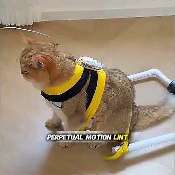 This Genius Owner Invented a Way to Let His Cat Clean the Entire House 🐱✨