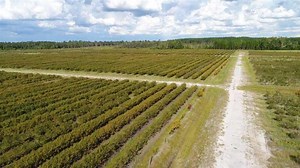 175 Acre Blueberry Farm for Sale in Appling County, GA