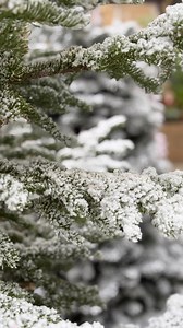 Flocked trees are so in ❄️ Flocking is an artificial snow substance that is sprayed onto a tree. It contains of a mixture of cornstarch and water. A question we get a lot is “Is it flammable?” Flocking does not make your tree any more flammable. This beautiful technique helps preserve your tree as it glues the needles in place. You may ask “Can I put lights on my flocked tree?” Yes! Once you bring your tree home you can add your lights as normal. You may find it easier to lay the string of light