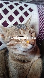 montagem miau (pahadi billa 😼#cat #phonk #viralshorts #pahadi #cutecat