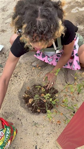 Yall that fence I caught so much slack about and those $5 roses I found @TractorSupply… Well they’re going together! With the little help of something else I found on the clearance rack … now fingers crossed— wish me luck! #diy #yarddecor #landscape #diy #roses #flowers #butterflygarden #homestead #fyp | Mianna Deberry
