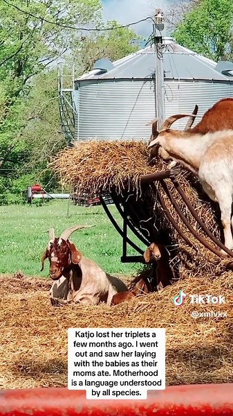 Actually crying. #fyp #goat #goatsoftiktok #nannygoat #boer #boergoats #doe #boergoats #goattok #farm #farming #farmersoftiktok #farmtok #farmer #farmerwife #farmwife #femalefarmer #womeninag #agriculture #kiddingseason #babygoat #babygoats #babygoatsoftiktok #mom #momsoftiktok #motherhood