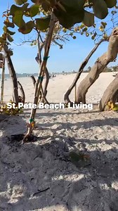 St. Pete Beach Living on Reels
