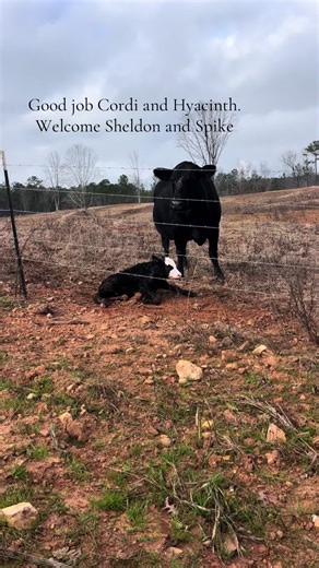 #cow #cowboy #alabama #ala #farmlife