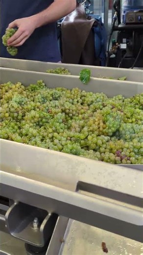 Sorting Grapes