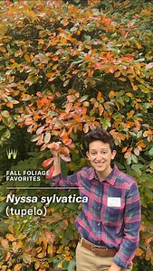 18 reactions | We’re falling for fall! Jess Brey, our Senior Horticultural Interpreter, highlights another one of her favorite fall foliage trees—Nyssa sylvatica (tupelo)—a fiery combination of orange, red and even purple! See this tree on a Fall Foliage Walk offered free with admission tomorrow, Wed, Nov 3 and Sat, Nov 6. | Wave Hill | Facebook