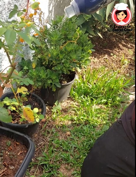 Regadera artesanal para plantas, ¡haz la tuya propia! | Cocinando con el Chef