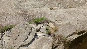 Mating games of lizards in the rocks. Selective focus.
