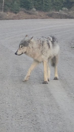 192K views · 14K reactions | Locking eyes with this wolf in Grand Teton National Park...I loved his big muddy paws... This was from last spring in early morning as I was leaving camp... #Wyoming #wildlifevideos #wolves #grandtetonnationalpark | T. Lyn Neufeld Photography | Facebook