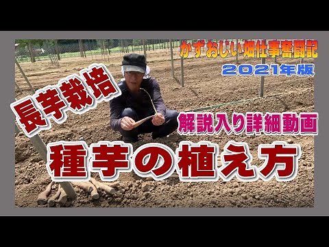 How to plant seed potatoes of Nagaimo (Japanese yam) - Detailed video with explanation: 2021 edit...