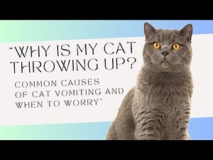 Why Is My Cat Throwing Up? | Common Causes of Cat Vomiting and When to Worry 🐾
