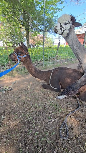 Panda and Cleo making a baby! #alpaca | Ciavarelli Acres