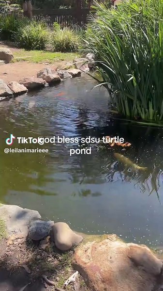Exploring the Turtle Pond at SDSU Every Day