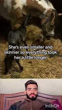 Horse Giving Birth Caught on Camera | Amazing Foaling Moment #foryou #viralvideo #horsebirth #pets