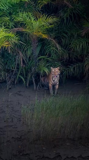 Seeing Life Cinematically 🐅🌊🌳 Nikon D7500 with Nikkor 200-500mm #riyajul_wildlife #riyajul_photography #reelkarofeelkaro #reelitfeelit #wildlifephotographer #wildlifephotography #tiger #royalbengaltiger #Sundarban #birdphotography | Riyajul Islam